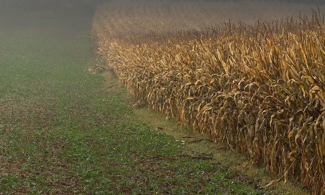 10467126_969605053050834_3660764789413458433_o-001